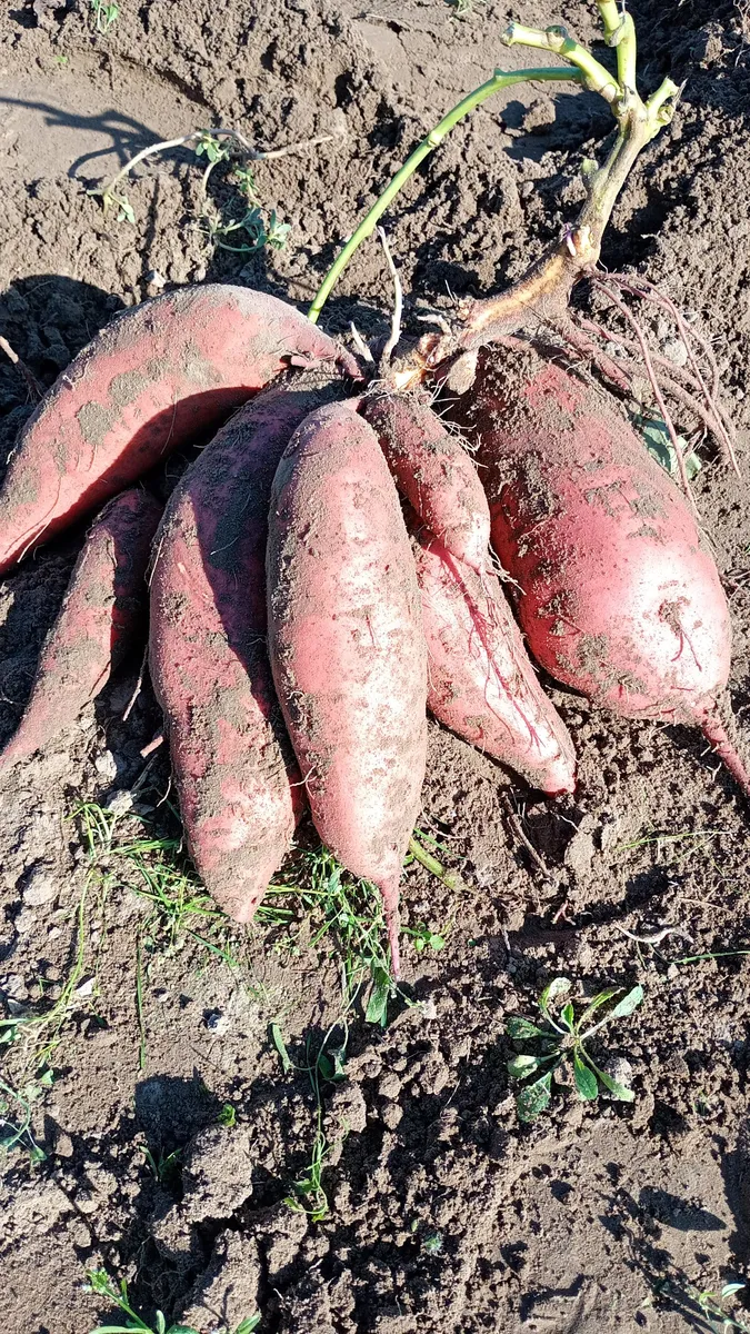 Szabó kert termelői galériája, 2. kép