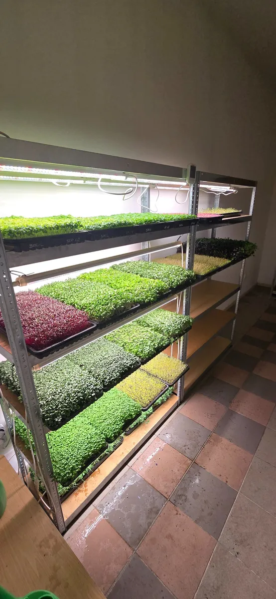 Cardinal Greens termelői galériája, 4. kép